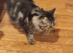 Sheru - Chantilly-Tiffany Cat For Sale - Westbury&comma; NY&comma; US
