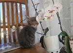 Blue Maine Coon boy - Maine Coon Kitten For Sale - MI&comma; US