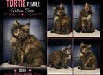 Sassy's Tortie - Maine Coon Kitten For Sale - 