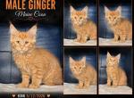 Stormy Ginger 1 - Maine Coon Kitten For Sale - 