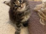 Dark brown and black male - Maine Coon Kitten For Sale - 