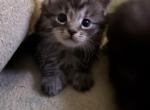 Tabby Polydactyl Male - Maine Coon Kitten For Sale - 
