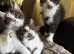 Misty - Persian Kitten For Sale - 
