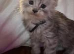 Orion - Maine Coon Kitten For Sale - 
