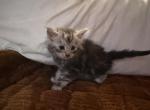 Cosmo - Maine Coon Kitten For Sale - 