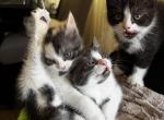 Abby - Persian Kitten For Sale - 