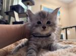 Apollo - Maine Coon Kitten For Sale - 