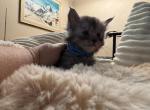 Atlas - Maine Coon Kitten For Sale - 