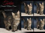 Sassy's Torbie - Maine Coon Kitten For Sale - 