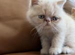 Exotic shorthair Persian fluffball - Exotic Kitten For Sale - Carlsbad&comma; CA&comma; US