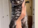 Luna - Scottish Fold Kitten For Adoption - Naperville&comma; IL&comma; US