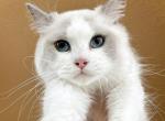 Gina - Ragdoll Cat For Sale - Miami Lakes&comma; FL&comma; US