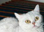 Honey - British Shorthair Cat For Sale - 