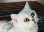 Honey - British Shorthair Cat For Sale - Morrisville&comma; PA&comma; US