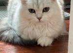 Kiki - Scottish Fold Kitten For Sale - Morrisville&comma; PA&comma; US