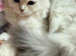 Kiki - Scottish Fold Kitten For Sale - Morrisville&comma; PA&comma; US