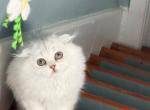 Luna - Scottish Fold Kitten For Sale - Morrisville&comma; PA&comma; US
