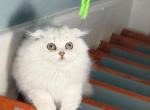 Luna - Scottish Fold Kitten For Sale - Morrisville&comma; PA&comma; US