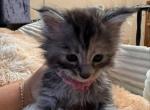 Luna - Maine Coon Kitten For Sale - Bechtelsville&comma; PA&comma; US