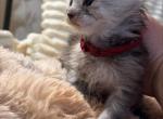 Nova - Maine Coon Kitten For Sale - Bechtelsville&comma; PA&comma; US