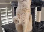Alicia BSH - British Shorthair Cat For Sale - 