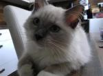 Belle - Ragdoll Kitten For Sale - 