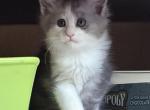 Mercury - Maine Coon Kitten For Sale - 