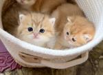 Golden Crown Kittens - British Shorthair Kitten For Sale - 
