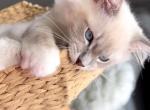 Simba - Ragdoll Kitten For Sale - 
