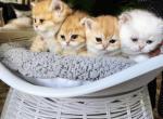 Golden Snuggles - British Shorthair Kitten For Sale - Concord&comma; NC&comma; US
