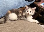 Venus - Maine Coon Kitten For Sale - 