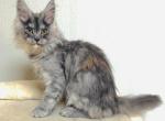 Fuchsia - Maine Coon Kitten For Sale - Chicago&comma; IL&comma; US