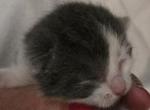 Luci - Polydactyl Kitten For Sale - 