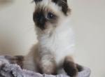 Mocha - Ragdoll Kitten For Sale - WY&comma; US