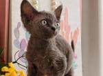 Yoda - Devon Rex Kitten For Sale - 