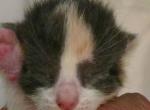 Gem - Domestic Kitten For Sale - 