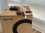 Ellie - Ragdoll Kitten For Sale - WY&comma; US