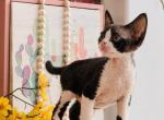 Kai - Devon Rex Kitten For Sale - P J S&comma; NY&comma; US