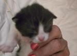 Addi - Domestic Kitten For Sale - Dover&comma; OH&comma; US