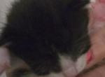 Jimmy - Domestic Kitten For Sale - Dover&comma; OH&comma; US