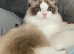 Pearl - Ragdoll Kitten For Sale - WY&comma; US