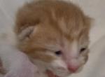 Timmie - Domestic Kitten For Sale - Dover&comma; OH&comma; US