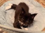 Jupiter - Maine Coon Kitten For Sale - 