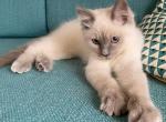 Brume - Ragdoll Kitten For Sale - WY&comma; US