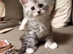 Saturn - Maine Coon Kitten For Sale - Burlington&comma; WI&comma; US