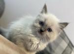 Ruth - Ragdoll Kitten For Sale - WY&comma; US