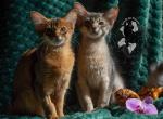 Any name Sundrop Flower - Somali Kitten For Sale - Armonk&comma; NY&comma; US