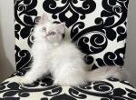 Theodore - British Shorthair Kitten For Sale - 