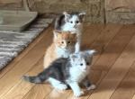 Little Dipper - Maine Coon Kitten For Sale - Burlington&comma; WI&comma; US