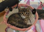 Domestic kitties - American Shorthair Kitten For Sale - Germantown&comma; MD&comma; US